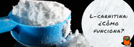 L-Carnitina: ¿Cómo funciona?