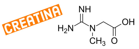 ¿QUÉ SABES DE LA CREATINA?