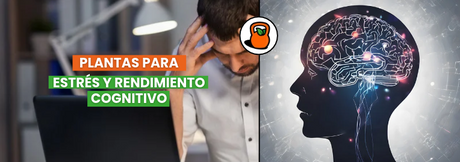 Ashwagandha y rhodiola: qué se sabe de verdad sobre estas plantas, el estrés y la concentración