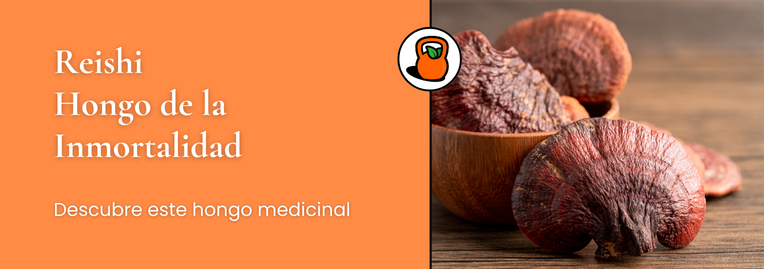Hongo Medicinal Reishi: Descubre sus Beneficios