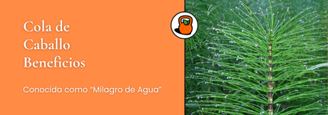 Beneficios de la Cola de Caballo