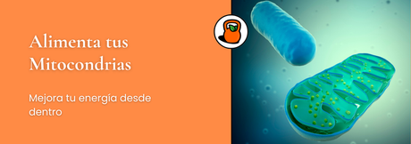 Alimenta tus mitocondrias: cómo mejorar tu energía desde dentro