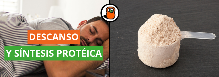 Dormir para ganar: La relación entre el sueño profundo y la síntesis de proteína