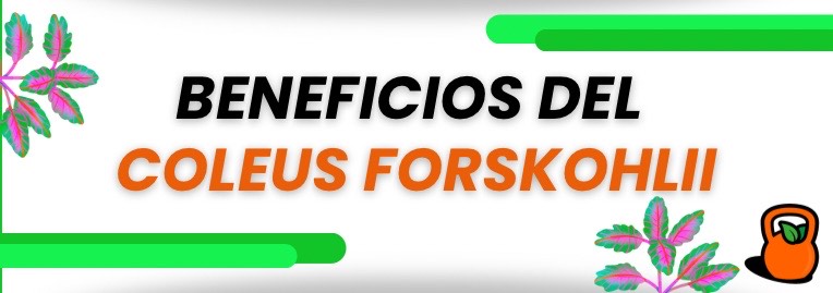 Beneficios y mecanismos de acción de los suplementos de Coleus forskohlii